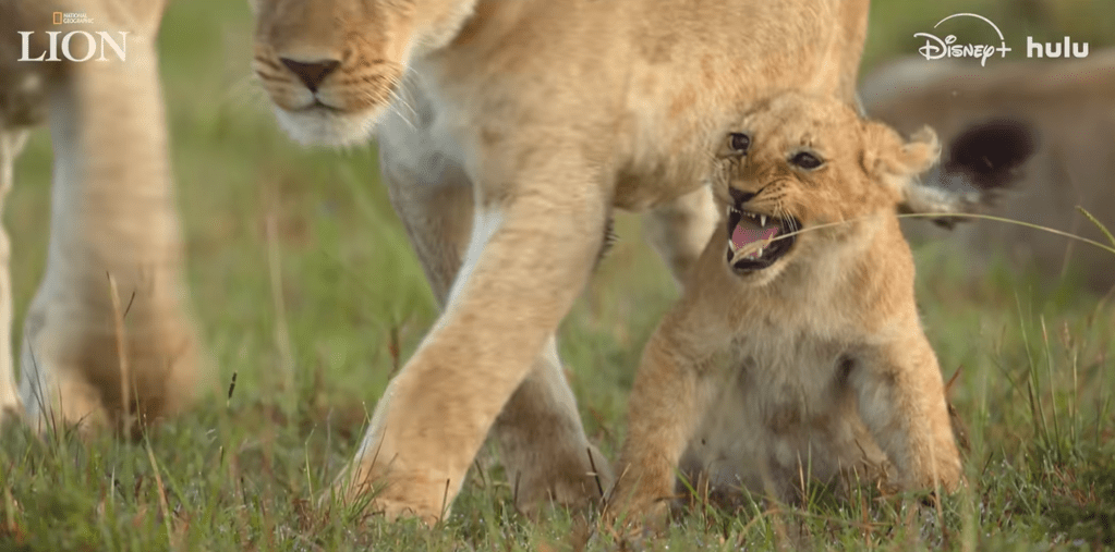 A lioness and her cub in a grassy field, the cub's mouth open in a roar.