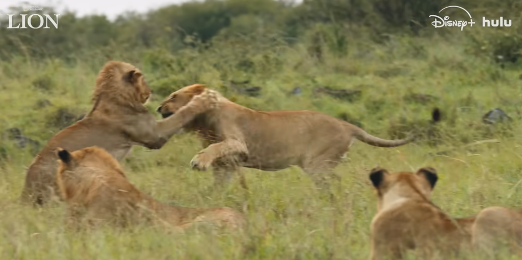 A group of lions interacting in a grassy, wooded setting.