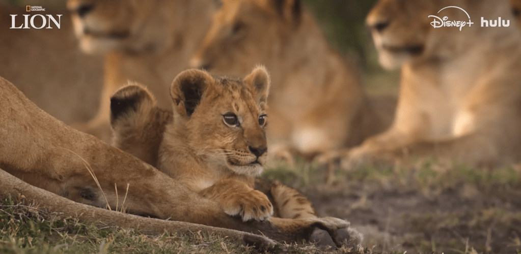 A young lion cub resting on the grass in a natural setting.